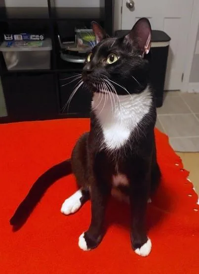 An adult medium-sized male Domestic Short Hair cat named Neco for adoption in Washington, DC