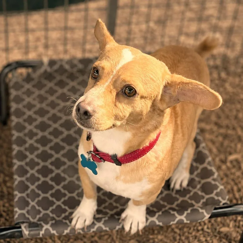An adult small-sized male Brown / Chocolate Chihuahua dog named Cracker Jack for adoption in Boerne, TX