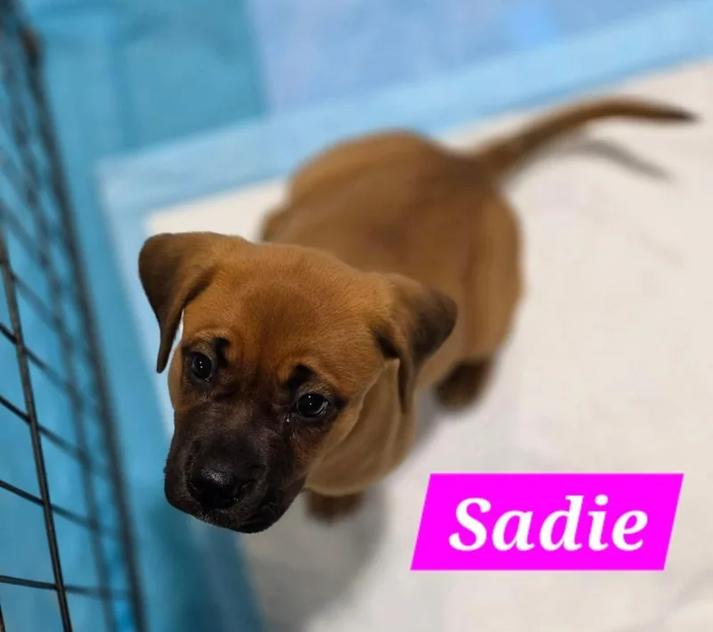 Sadie Cloudjumper
