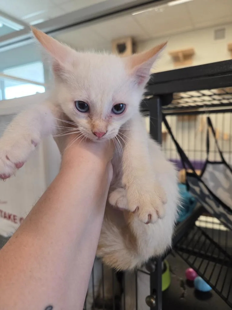 A baby small-sized male Siamese cat named Charlie for adoption in Bossier City, LA