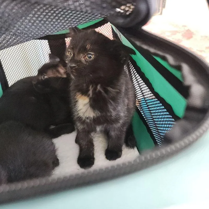 A young small-sized female Tortoiseshell Domestic Short Hair cat named Celia for adoption in Kingman, AZ