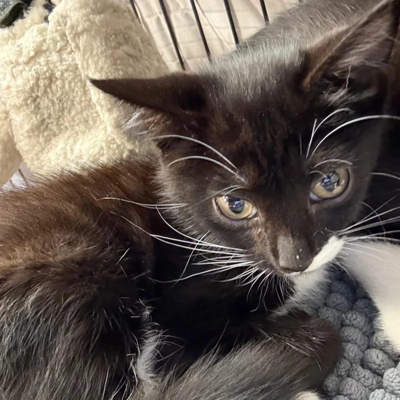A baby small-sized female Domestic Short Hair cat named Jones for adoption in Port Charlotte, FL