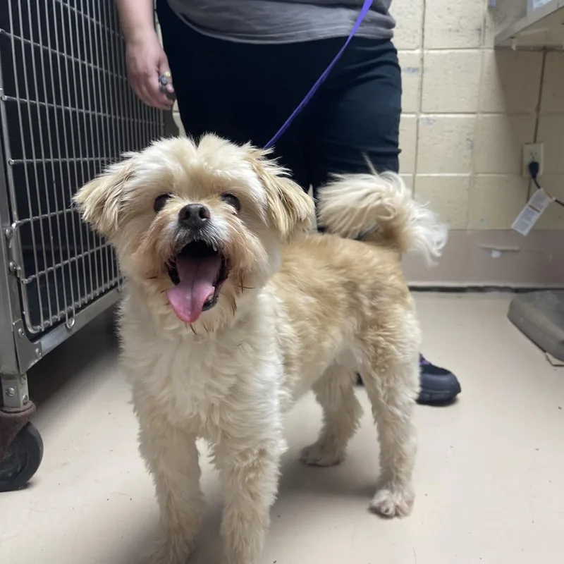 A baby small-sized female Yellow / Tan / Blond / Fawn Bichon Frise dog named MONTStray for adoption in Perkiomenville, PA