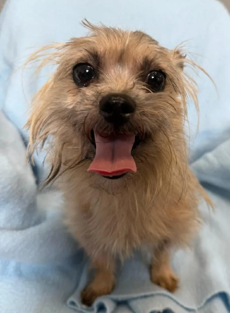 A young small-sized male Shih Tzu dog named Harry for adoption in Lagrange, IN