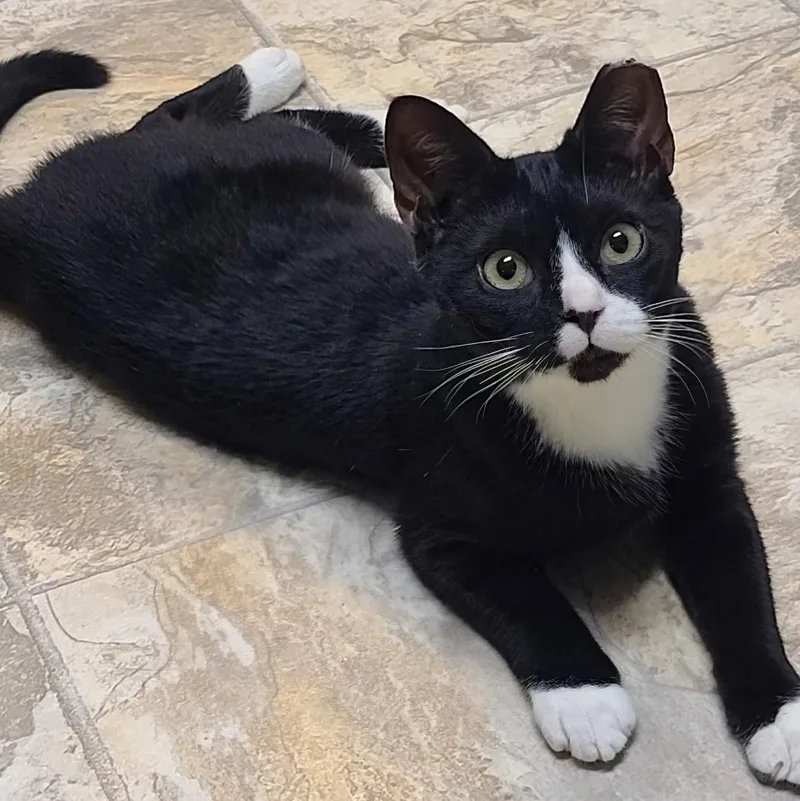 A young medium-sized male Black & White / Tuxedo Domestic Short Hair cat named Waldo for adoption in Germansville, PA