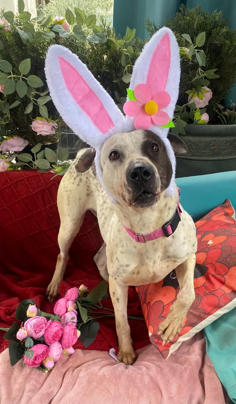 Beautiful Stephanie thumbnail 4