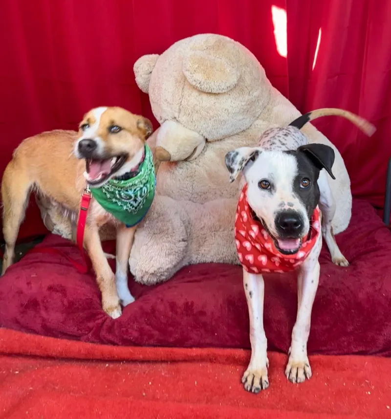 Beautiful Stephanie thumbnail 6