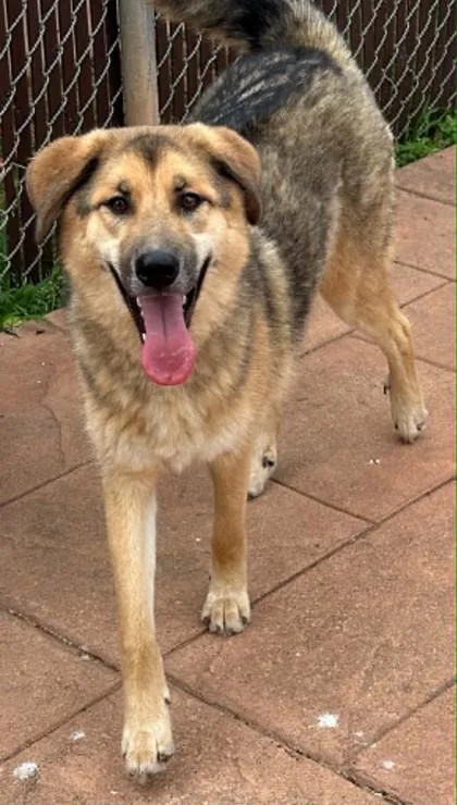 An adult large-sized male German Shepherd Dog dog named Chandler for adoption in Shreveport, LA
