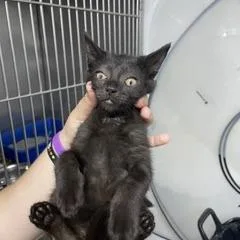 A baby medium-sized male Black Domestic Short Hair cat named Weevil for adoption in Marble, NC
