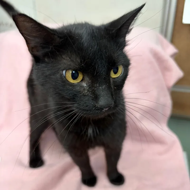 A senior medium-sized female Black Domestic Short Hair cat named Lolly for adoption in West Point, MS