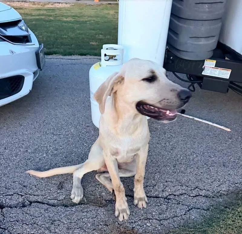 A young large-sized male White / Cream Labradoodle dog named Sonny for adoption in Grand Prairie, TX