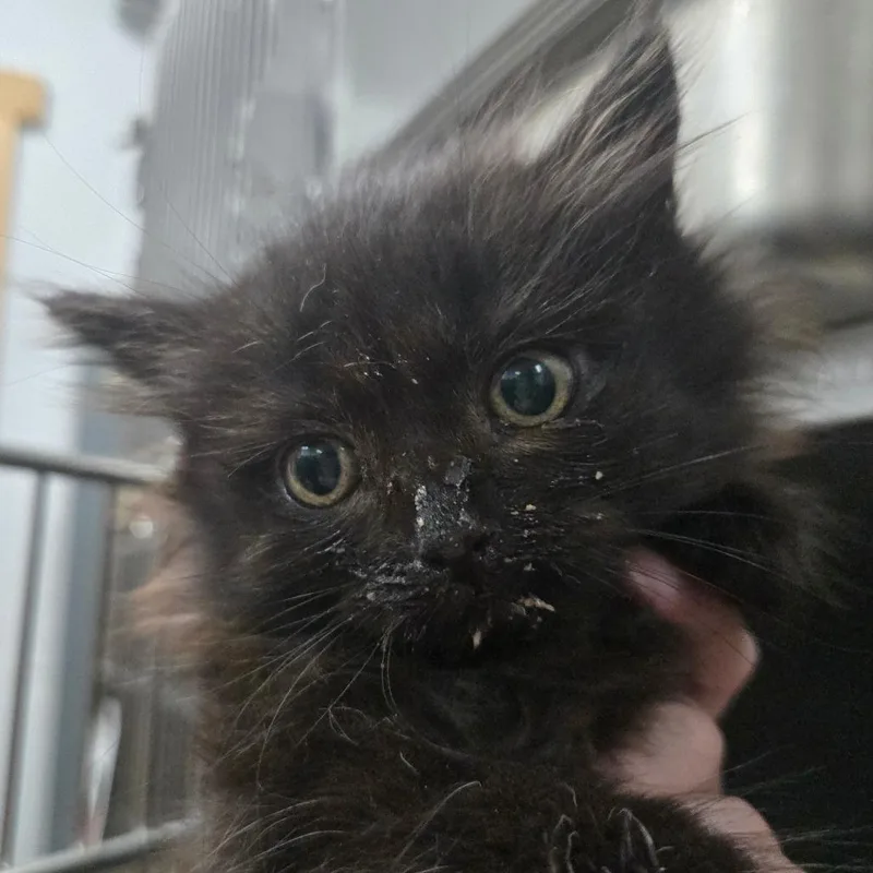 A baby small-sized male Black Domestic Long Hair cat named Caboose for adoption in Idaho Falls, ID