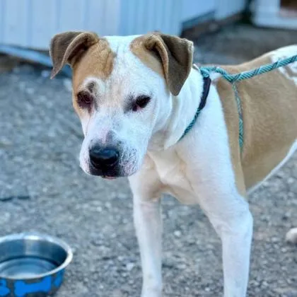 Muttley Crue thumbnail 2