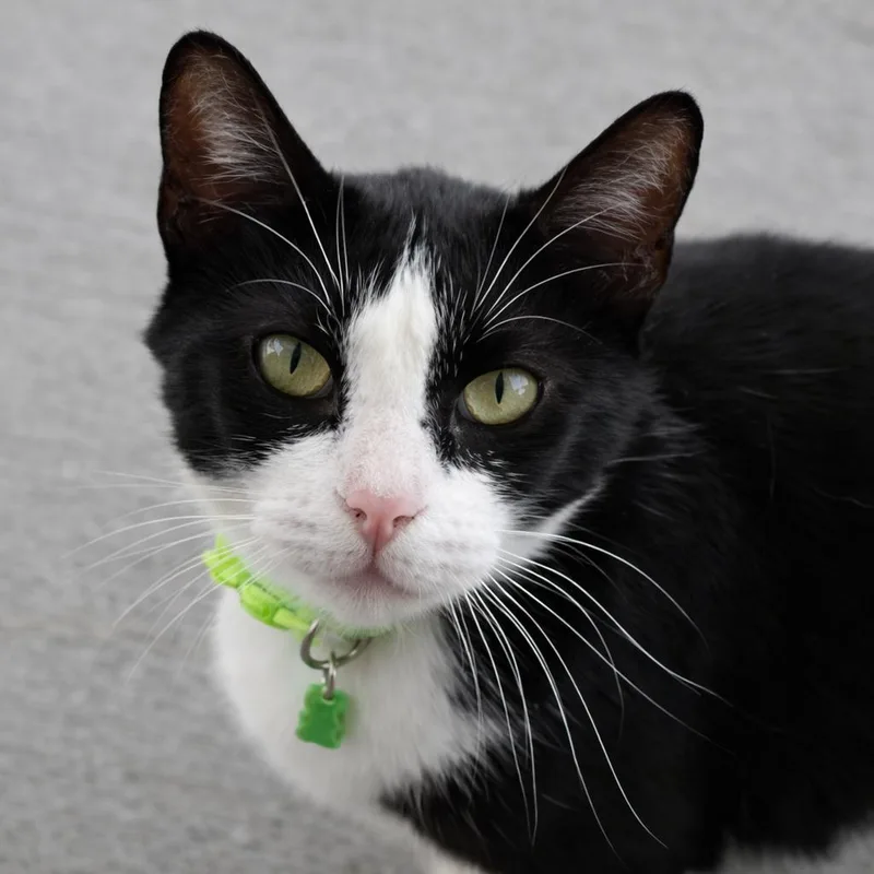 An adult small-sized female Black Domestic Short Hair cat named Marcy for adoption in Desert Hot Springs, CA