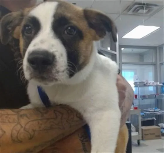 A baby small-sized male Saint Bernard dog named A for adoption in Oklahoma City, OK