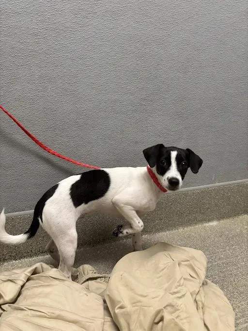 A baby small-sized female Chihuahua dog named Nayeli for adoption in Las Vegas, NV