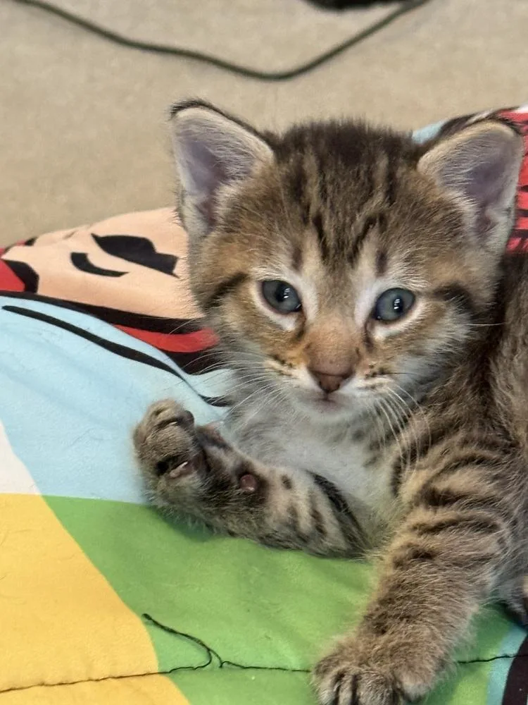 A baby small-sized male Domestic Short Hair cat named Apple Jack for adoption in Ferndale, MI