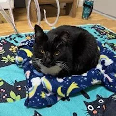 Sugarfoot thumbnail 3