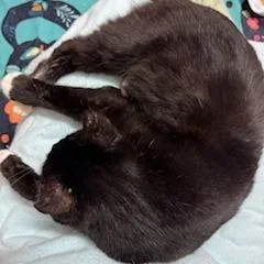 Sugarfoot thumbnail 4