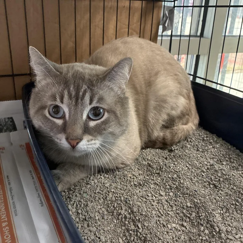 An adult large-sized male Gray / Blue / Silver Domestic Medium Hair cat named Leo Dicatrio for adoption in San Antonio, TX