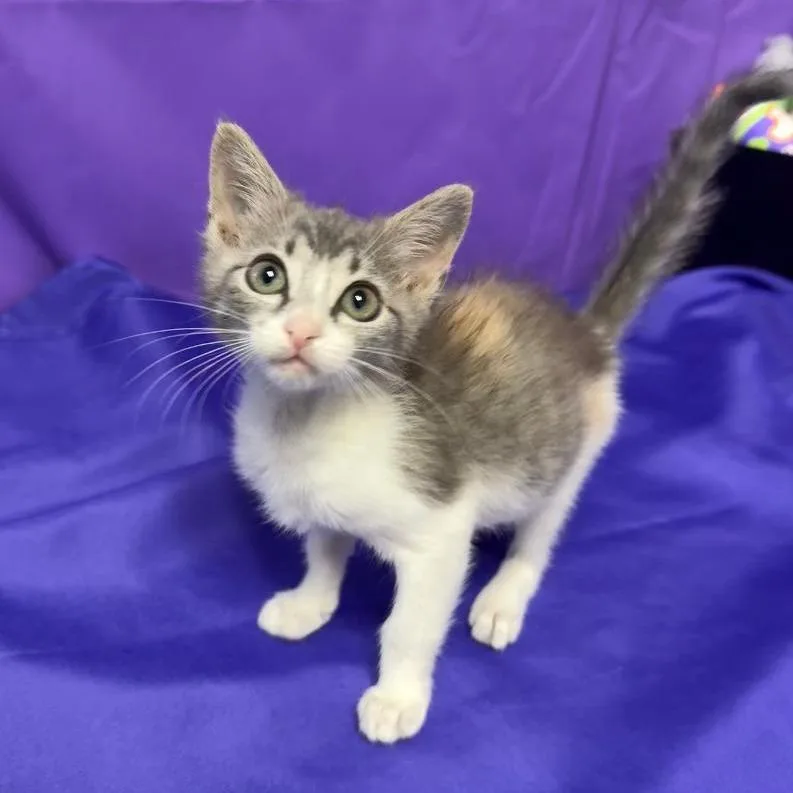 A baby small-sized female White Domestic Short Hair cat named Nori for adoption in North Myrtle Beach, SC