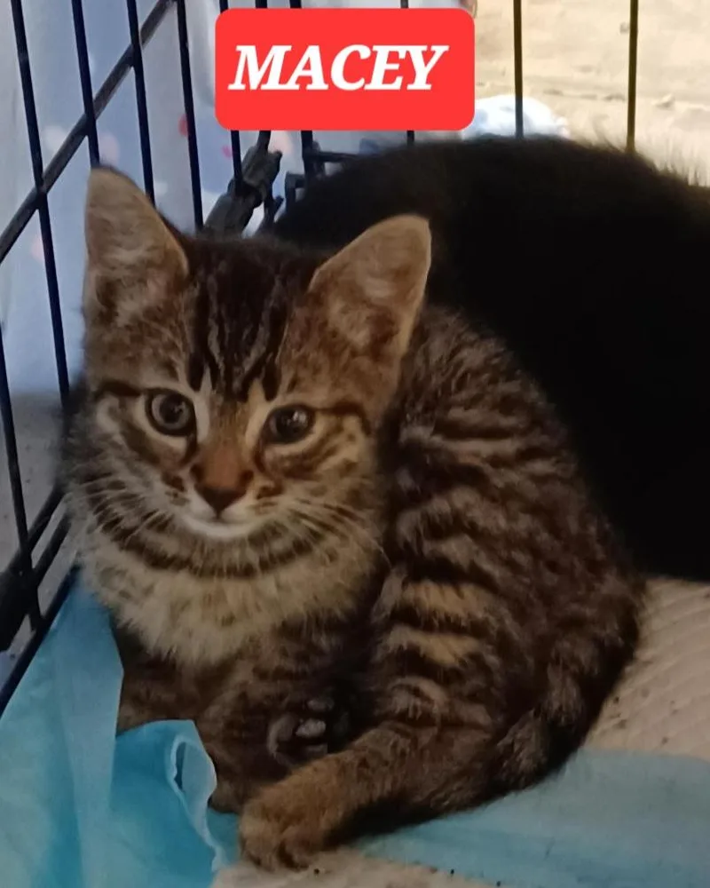 A young medium-sized female Tabby (Tiger Striped) American Shorthair cat named Stacey And Macey for adoption in Elgin, SC