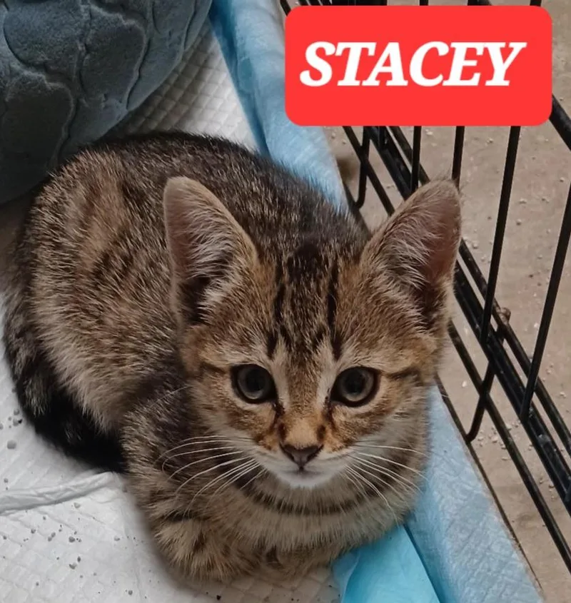 Stacey And Macey thumbnail 2