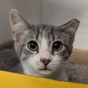 A baby small-sized male Gray / Blue / Silver Domestic Short Hair cat named Toulouse for adoption in Voorhees, NJ