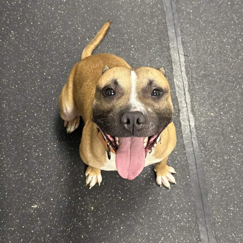 A young medium-sized male Yellow / Tan / Blond / Fawn Mixed Breed dog named Jasper for adoption in Youngstown, OH