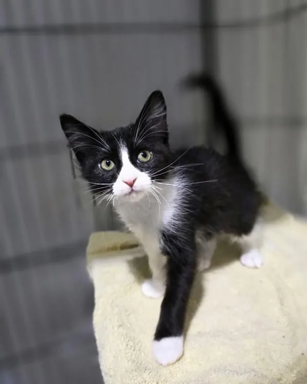 A baby small-sized female Domestic Medium Hair cat named Swifty for adoption in Novato, CA