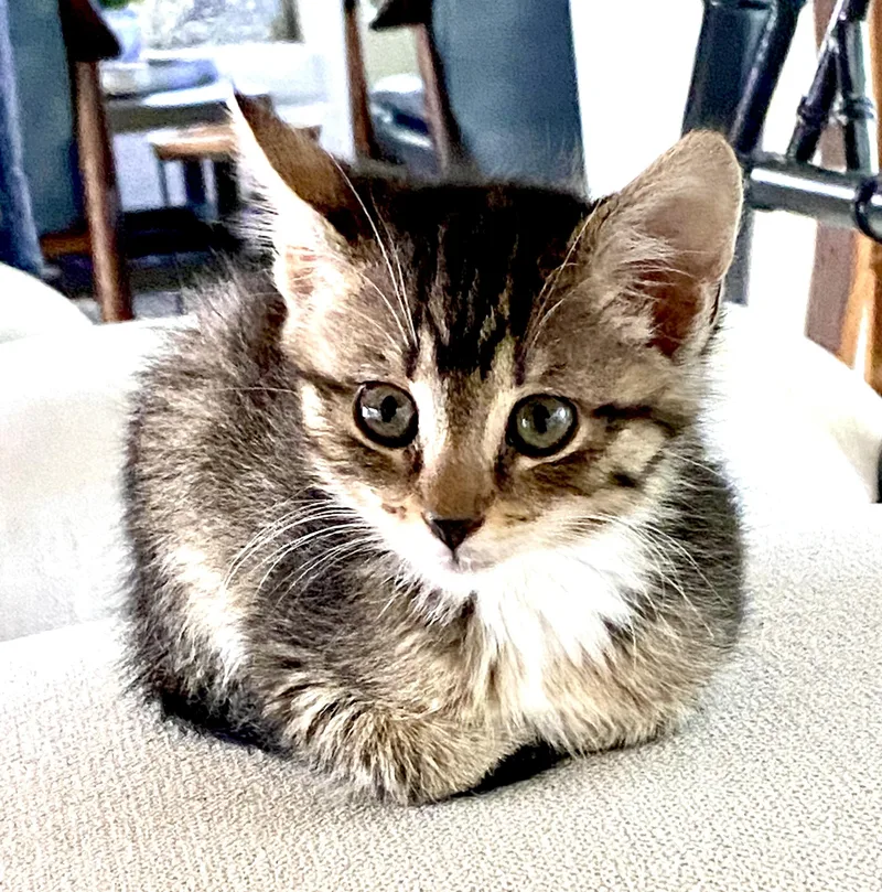 A baby medium-sized female Tabby (Brown / Chocolate) Domestic Medium Hair cat named Ice for adoption in Beaufort, SC