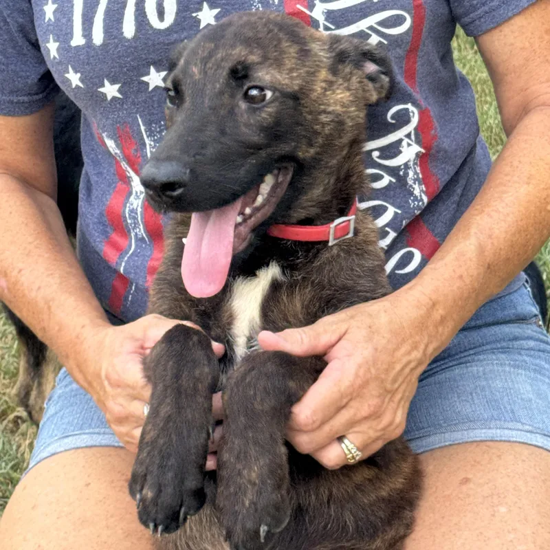 A young medium-sized male Brindle Plott Hound dog named Tigger for adoption in CORPUS CHRISTI, TX