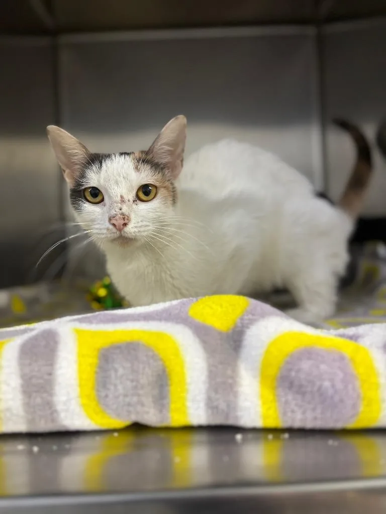 A young medium-sized female Domestic Short Hair cat named C Sunday for adoption in Tifton, GA