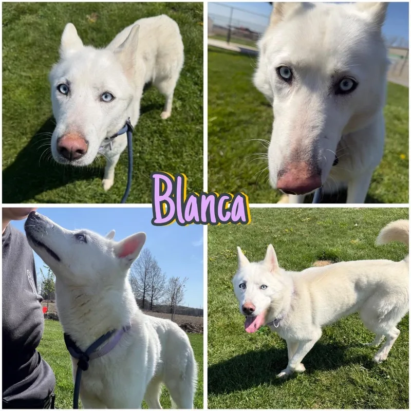 Blanca thumbnail 2