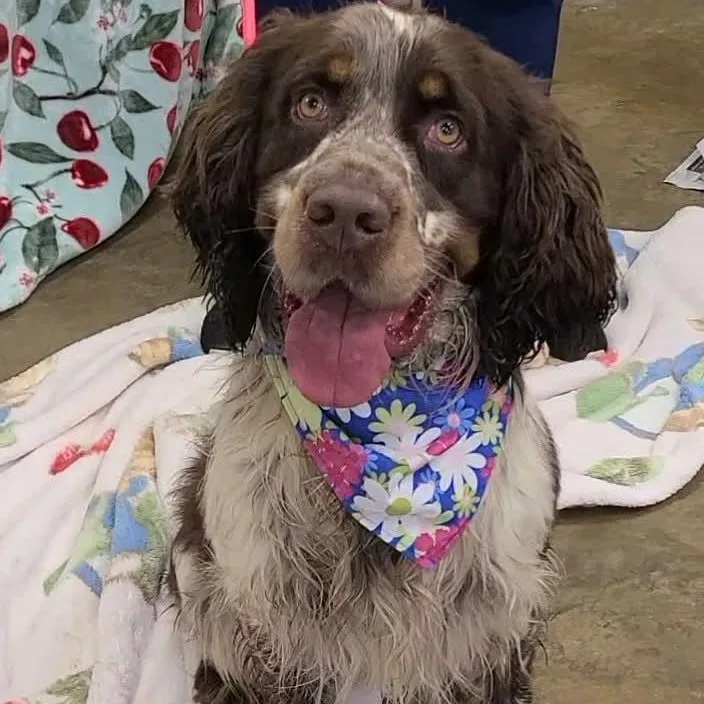 An adult medium-sized male English Springer Spaniel dog named Brew for adoption in Woolwich, ME