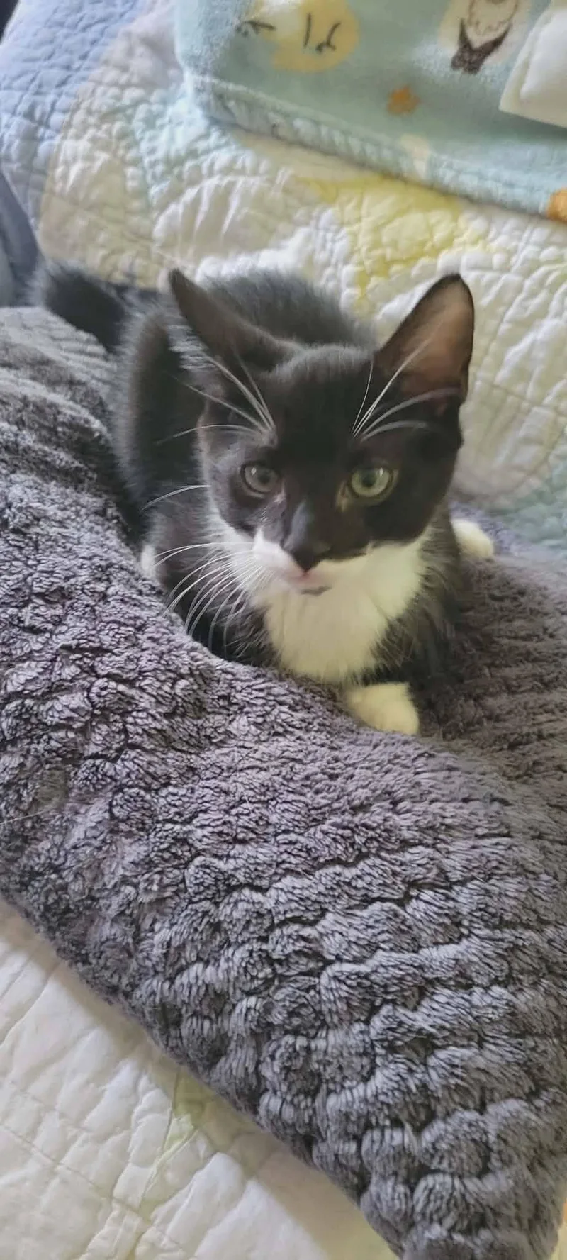 A young medium-sized male American Shorthair cat named Felix for adoption in Roanoke, AL