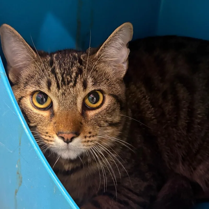 An adult medium-sized male Domestic Short Hair cat named Cow for adoption in Yuma, AZ