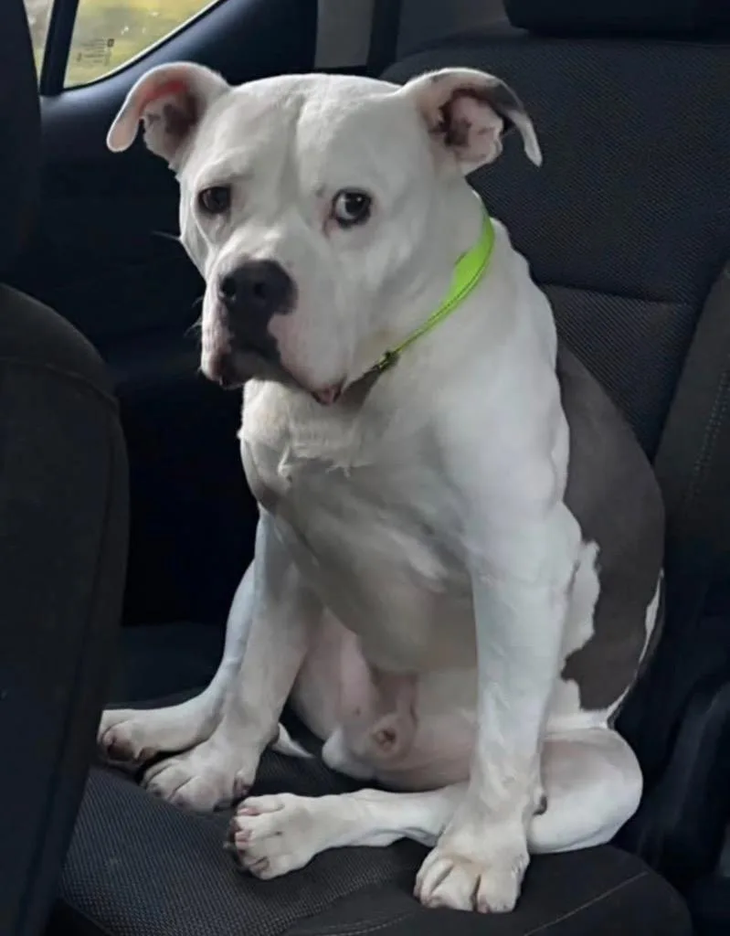 An adult large-sized male Mixed Breed dog named Mac for adoption in Charlotte, MI