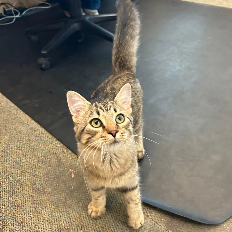 A baby small-sized male Tabby (Brown / Chocolate) Domestic Medium Hair cat named Wiggles for adoption in Lindon, UT