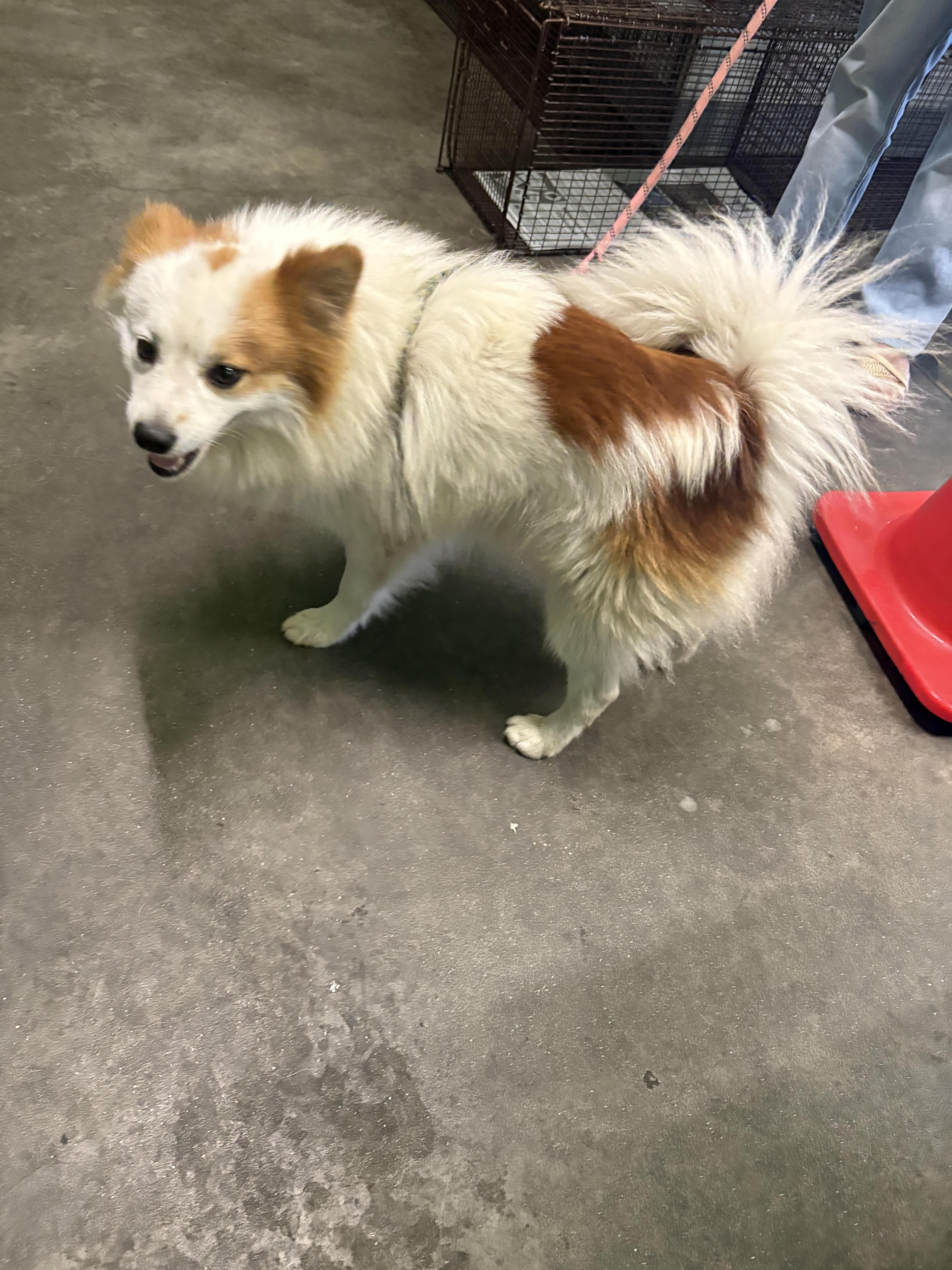 An adult medium-sized male Pomeranian dog named Roco for adoption in Los Angeles, CA