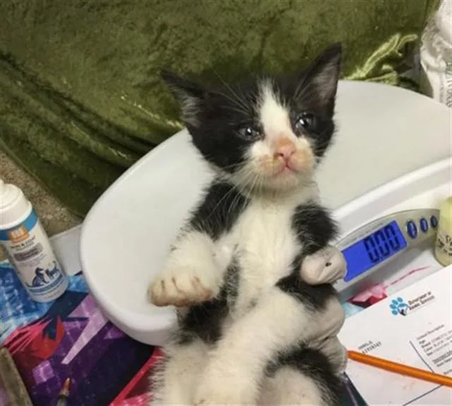 A baby small-sized male Domestic Short Hair cat named Dipper for adoption in Riverside, CA