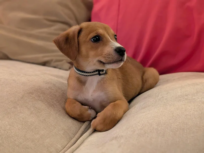 A baby medium-sized female Hound dog named Luna H for adoption in Holly Springs, NC