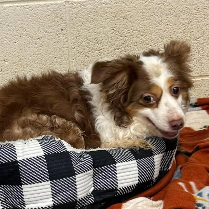 An adult small-sized female Brown / Chocolate Australian Shepherd dog named Maci for adoption in Rocky Mount, VA