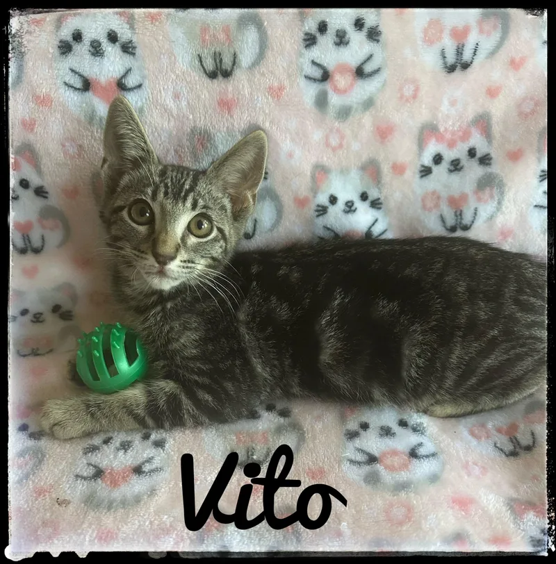 Vito