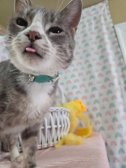 An adult medium-sized female Domestic Short Hair cat named Maebel for adoption in Bloomsburg, PA