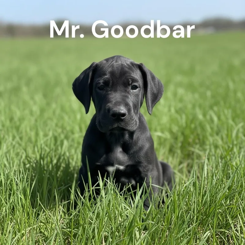 Mr. Goodbar thumbnail 2