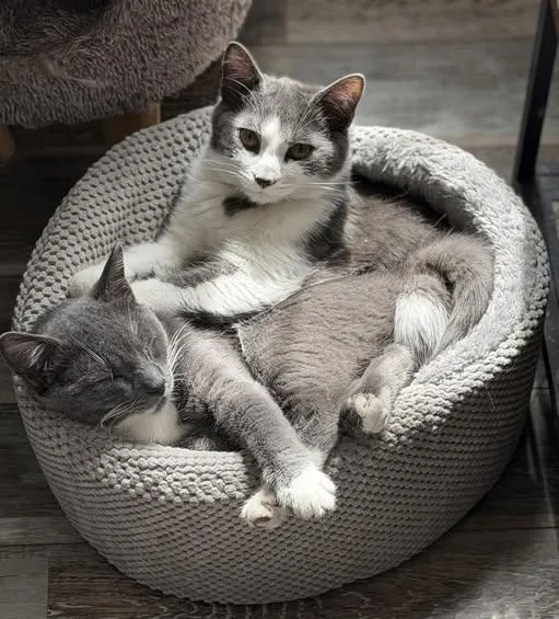 A young medium-sized female Domestic Short Hair cat named Chrissy And Jack for adoption in Portland, ME