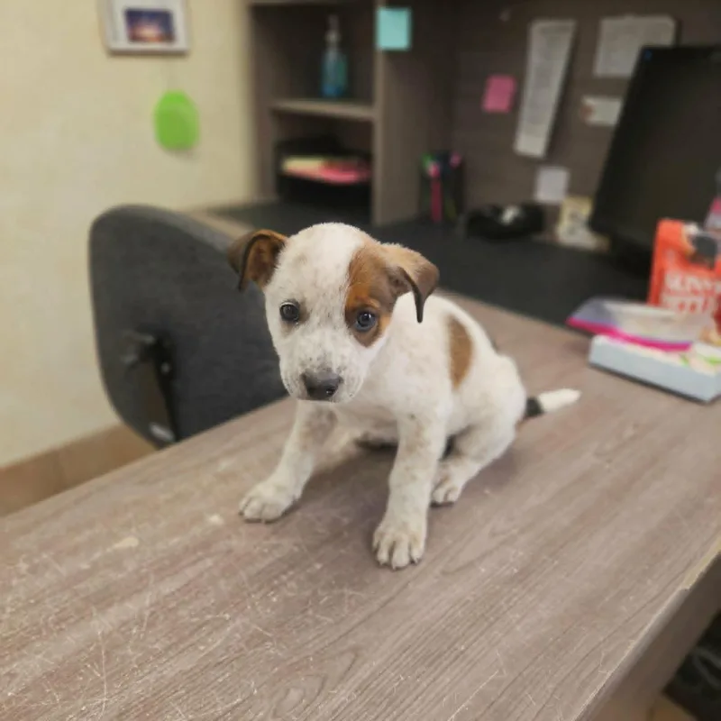 A baby medium-sized male Australian Cattle Dog / Blue Heeler dog named Forest for adoption in California City, CA