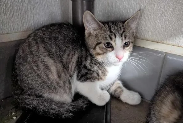 A baby small-sized male Domestic Medium Hair cat named Fluffer for adoption in Brunswick, GA