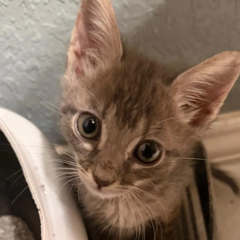 A baby small-sized female Gray / Blue / Silver Domestic Short Hair cat named Under The Big Top for adoption in Boerne, TX